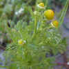 Pineapple Weed