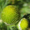 PineappleWeed5-11-07CU.jpg (18342 bytes)