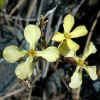 Wild Radish CU