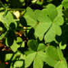 Bermuda Sorrel, Leaves