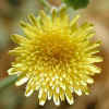 Spiny Sowthistle