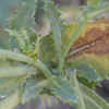 Spiny Sowthistle, Leaves