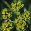 Sun Spurge CU