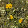 Heermann's Tarweed