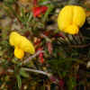 Bird's-Foot Trefoil