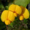 Bird's-Foot Trefoil CU