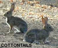 Cottontails