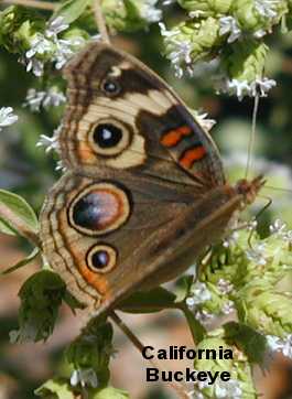 Buckeye