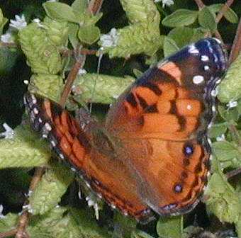 Painted Lady