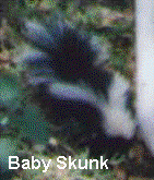 baby skunk