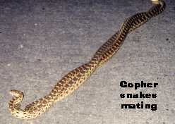 Gopher snakes mating
