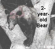 2-year-old bear
